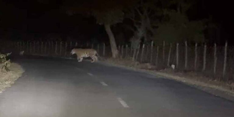 अमरकंटक क्षेत्र में बाघ की दहशत, रास्ते से गुजरते शिक्षक का वीडियो वायरल