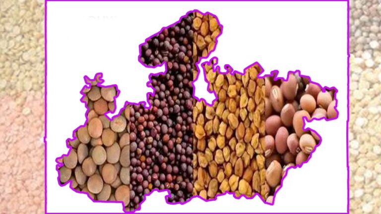 कृषि उत्पादन में मध्यप्रदेश ने मारी बाजी, खाद्यान्न, दलहन और तिलहन में पहला स्थान