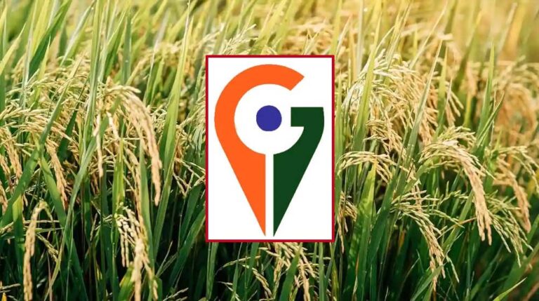 मध्य प्रदेश में अब तक केवल बालाघाट का ‘चिन्नौर’ धान और रीवा का ‘सुंदरजा’ आम को मिला जीआइ टैग