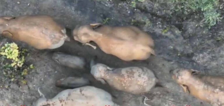 मां की ममता का अनोखा नज़ारा: जंगल से सामने आई हाथियों की बेहद खूबसूरत तस्वीर मां की ममता का अनोखा नज़ारा: जंगल से सामने आई हाथियों की बेहद खूबसूरत तस्वीर