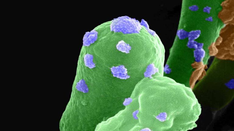 मंगल की मिट्टी को ईंट में बदलने में भारत का वैज्ञानिक सफलता, स्पेस मिशनों के लिए बड़ी सुविधा मंगल की मिट्टी को ईंट में बदलने में भारत का वैज्ञानिक सफलता, स्पेस मिशनों के लिए बड़ी सुविधा