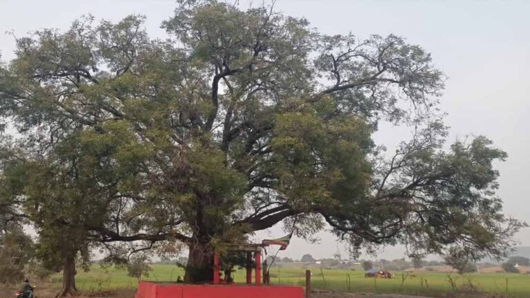 पन्ना में सदियों पुराने पेड़ मिले, बरगद, पीपल और नीम सहित 100+ साल के वृक्षों का रिकॉर्ड तैयार