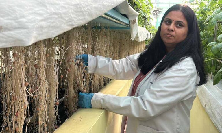 ग्वालियर कृषि यूनिवर्सिटी के वैज्ञानिकों ने हवा में उगाया आलू, 1KG बीज से 400 किलो आलू की खेती