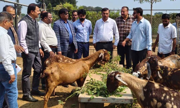 मध्य प्रदेश में बकरी पालन पर 50% सब्सिडी, सरकार की स्कीम से किसानों के लिए बन रहा है सुपरहिट बिजनेस