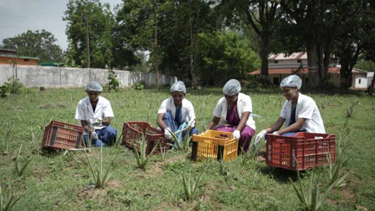 दुगली का वन धन विकास केंद्र: एलोवेरा उत्पादों से मिली नई पहचान दुगली का वन धन विकास केंद्र: एलोवेरा उत्पादों से मिली नई पहचान