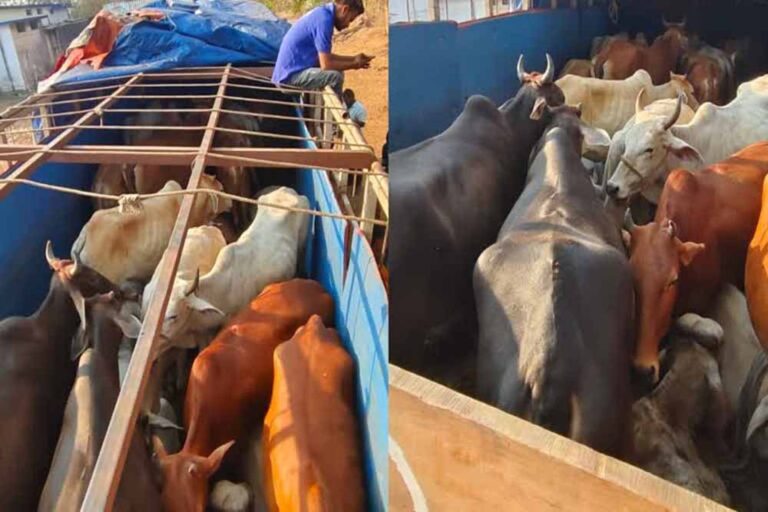 गौवंश संरक्षण की दिशा में बड़ी पहल: मध्यप्रदेश पुलिस की तस्करों पर सख्त कार्रवाई