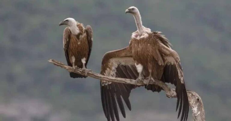 मध्यप्रदेश में उपग्रह टेलीमेट्री जैसे नवाचारों से बढ़ रही है गद्धों की संख्या मध्यप्रदेश में उपग्रह टेलीमेट्री जैसे नवाचारों से बढ़ रही है गद्धों की संख्या