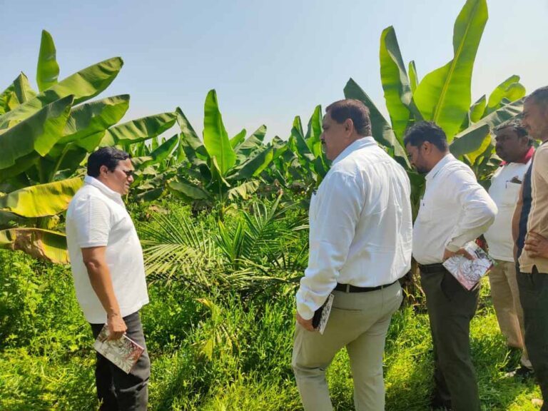 खाद्य तेल में आत्मनिर्भरता की ओर छत्तीसगढ़ : राज्य में 10,796 हेक्टेयर क्षेत्रों में ऑयल पाम की खेती खाद्य तेल में आत्मनिर्भरता की ओर छत्तीसगढ़ : राज्य में 10,796 हेक्टेयर क्षेत्रों में ऑयल पाम की खेती