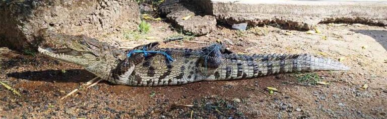 रेस्क्यू ऑपरेशन सफल: रिहायशी इलाके से पकड़ा गया मगरमच्छ, अब जंगल सफारी में सुरक्षित