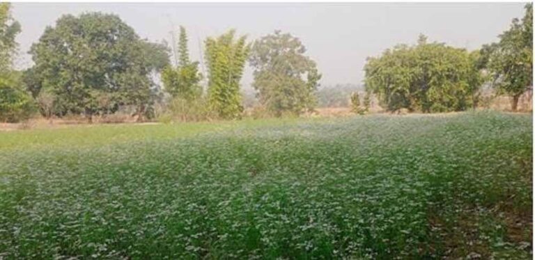 जल संरक्षण की ताकत: मोर गांव मोर पानी अभियान ने बदली 45 परिवारों की तस्वीर जल संरक्षण की ताकत: मोर गांव मोर पानी अभियान ने बदली 45 परिवारों की तस्वीर