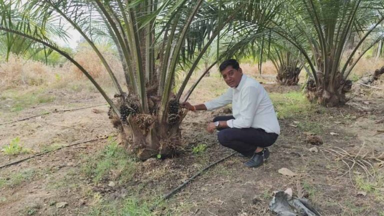 किसान मुकेश कमा रहे हैं एक पेड़ से 3 हजार रुपए वार्षिक आय किसान मुकेश कमा रहे हैं एक पेड़ से 3 हजार रुपए वार्षिक आय