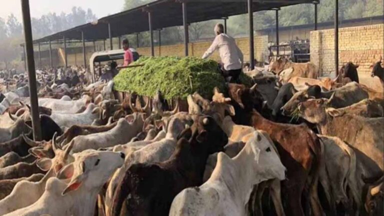 इंदिरा गांधी प्रतिष्ठान में पशुधन एवं दुग्ध विकास मंत्री करेंगे सम्मानित इंदिरा गांधी प्रतिष्ठान में पशुधन एवं दुग्ध विकास मंत्री करेंगे सम्मानित