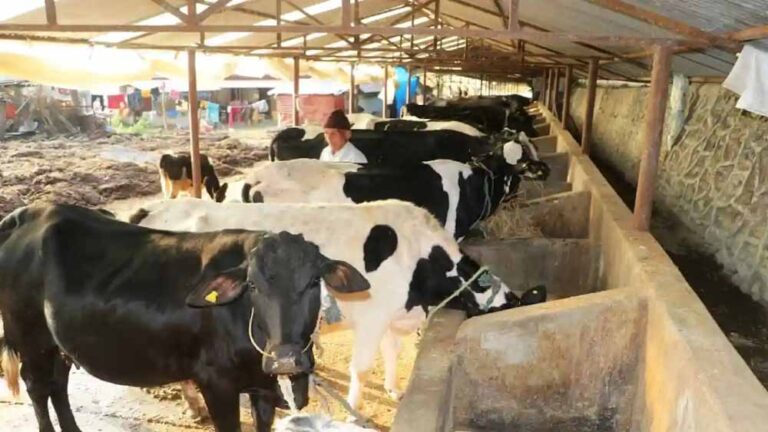 प्रत्येक विकास खंड में खुलेंगे पशु औषधि केंद्र