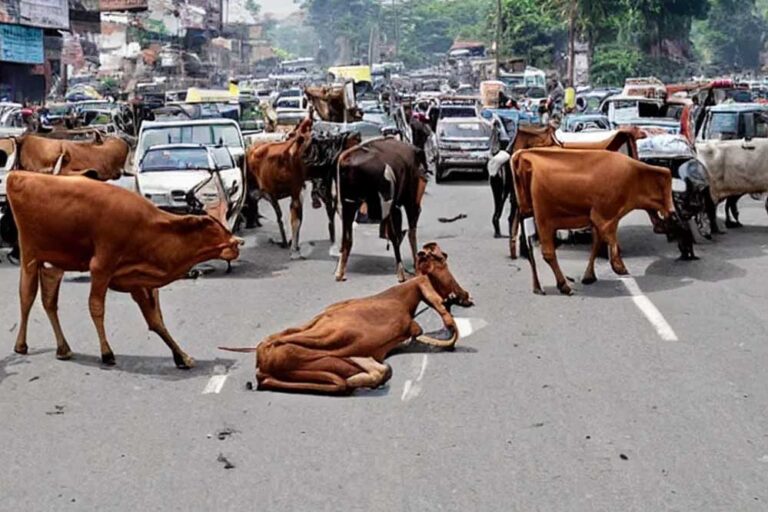 विधानसभा में बड़ा ऐलान: 2 साल बाद मध्य प्रदेश में नहीं दिखेंगे आवारा पशु विधानसभा में बड़ा ऐलान: 2 साल बाद मध्य प्रदेश में नहीं दिखेंगे आवारा पशु