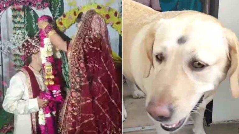 शादी के मंडप में बवाल: कुत्ते को लेकर भिड़े दोनों पक्ष, लाठी-डंडे चले, चार घायल