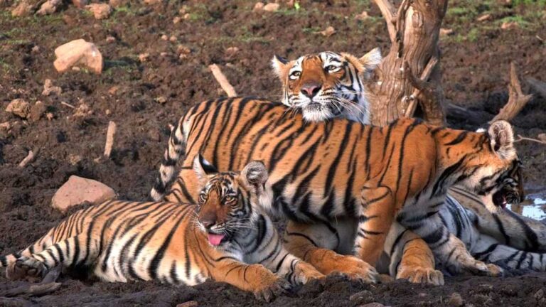 Bandhavgarh Tiger Reserve में बाघों की रहस्यमयी मौतें, 50% मामलों में समान कारण, हाईकोर्ट में सुनवाई Bandhavgarh Tiger Reserve में बाघों की रहस्यमयी मौतें, 50% मामलों में समान कारण, हाईकोर्ट में सुनवाई