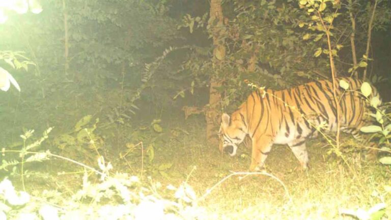 सीमा पर दहशत का बाघ: मवेशी पर झपटा, जान बचाने पेड़ पर चढ़े ग्रामीण सीमा पर दहशत का बाघ: मवेशी पर झपटा, जान बचाने पेड़ पर चढ़े ग्रामीण