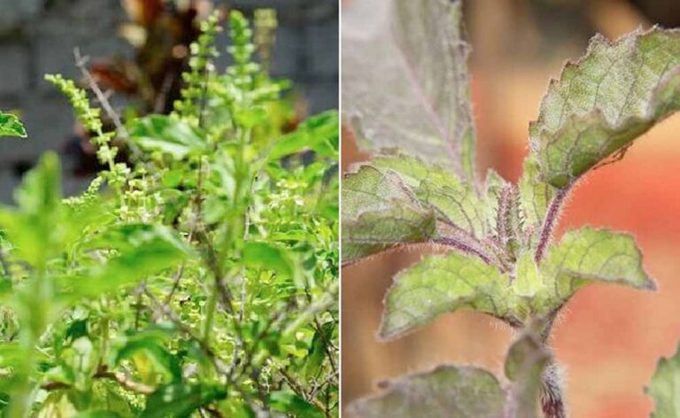 वास्तु के अनुसार रामा vs श्यामा तुलसी: घर के लिए कौन सी है सबसे लाभकारी?