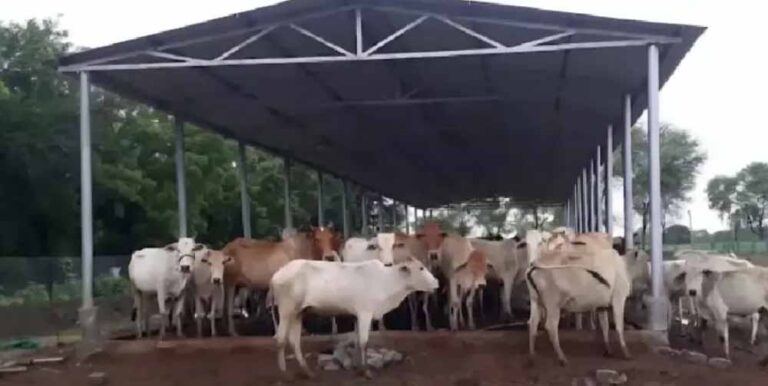 14 मार्च को बिलासपुर से “गौधाम योजना” का शुभारंभ  करेंगे मुख्यमंत्री विष्णु देव साय