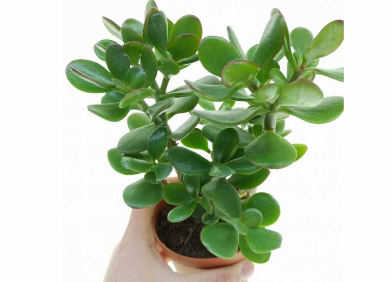 मनी प्लांट भी फेल! इस पौधे को सही दिशा में लगाते ही बढ़ने लगती है धन-दौलत