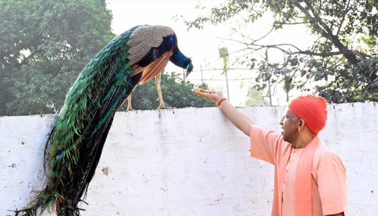 नामों से पुकार कर, स्नेहिल थपकी देकर गायों-गोवंश को खूब दुलारा मुख्यमंत्री ने