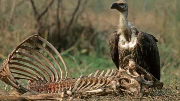 मध्यप्रदेश में गिद्धों का बढ़ता आंकड़ा, पन्ना और वन विहार में अलग-अलग प्रजातियां; सिर्फ एक दशक में दोगुना