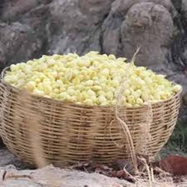 आदि परब में छाया जशप्योर स्टॉल: महुआ की खासियत ने बटोरी सराहना