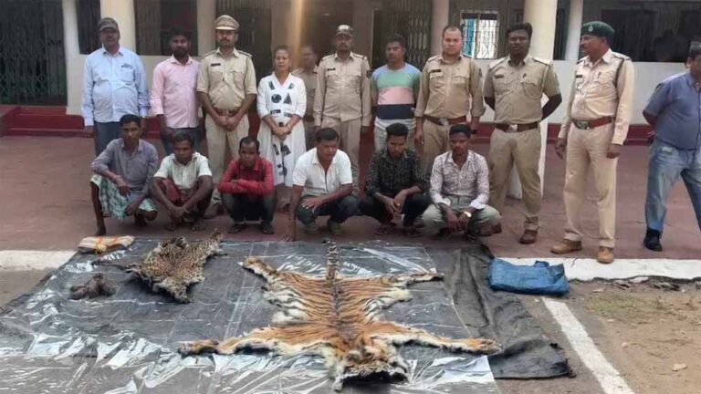 Wildlife Crime: डिप्टी रेंजर की साजिश का खुलासा, बाघ और तेंदुए के शिकार के बाद खाल बेचने जाते पकड़ा गया