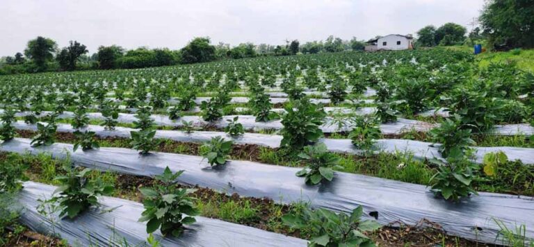 रायपुर : ग्राफ्टेड बैगन से 16 लाख रूपए की आमदनी