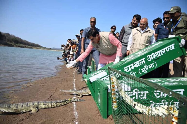 कूनो बना वाइल्डलाइफ हॉटस्पॉट: 53 घड़ियाल छोड़े गए, पर्यटन को मिलेगा बूस्ट कूनो बना वाइल्डलाइफ हॉटस्पॉट: 53 घड़ियाल छोड़े गए, पर्यटन को मिलेगा बूस्ट