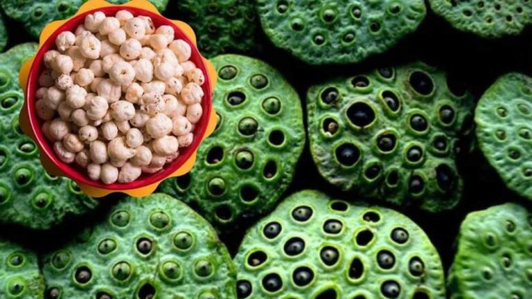 नगरी क्षेत्र की जलवायु बनी उपयुक्त, मखाना उत्पादन से बढ़ेगी किसानों की आय