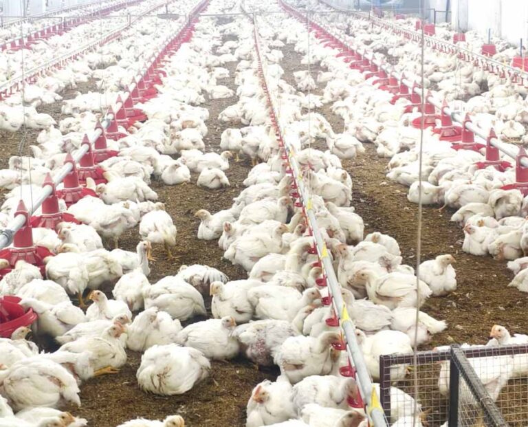 मुर्गी फार्म से लगभग 80 हजार से अधिक का मासिक आय कर रहे है अर्जित