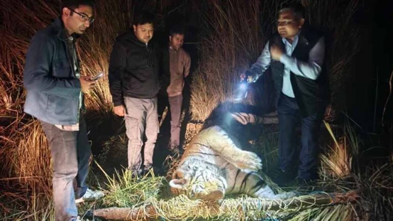 शिकार नहीं मिला तो थम गई सांसें, दो कुंतल के बाघ का खाली पेट मिला शिकार नहीं मिला तो थम गई सांसें, दो कुंतल के बाघ का खाली पेट मिला