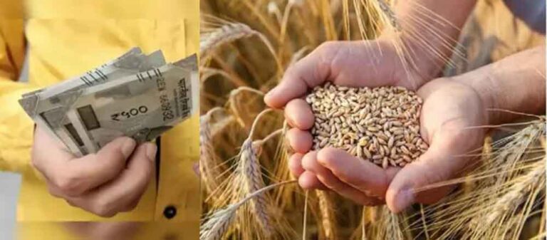 किसानों के लिए खुशखबरी! 2585 रुपये प्रति क्विंटल गेहूं खरीदेगी सरकार, ये काम करना होगा अनिवार्य